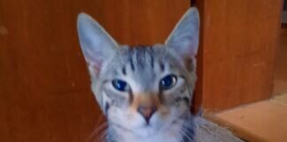 Zwei Katerchen auf Wohnungssuche! Zuhause gefunden!