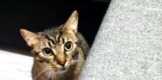 Kleiner “Hasenfuß” Vico! Zuhause gefunden!