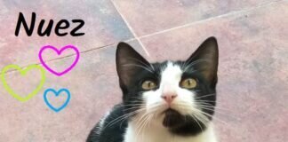 Traumkater Nuez! Zuhause gefunden!