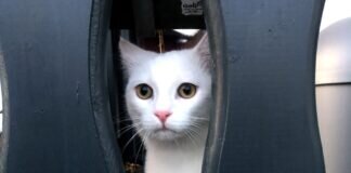 Schneeflöcken Milka!