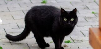 Etwas schüchtern – MINI –