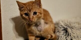 ONNI sucht Spielkameraden