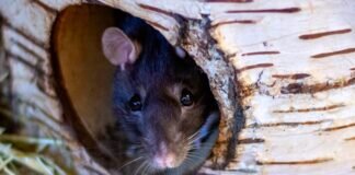 Drei Rattendamen suchen ein Zuhause