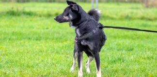 Ihre Hilfe, MONTES Chance!