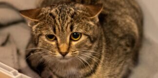 JAANU braucht geduldige Menschen – VERMITTELT –