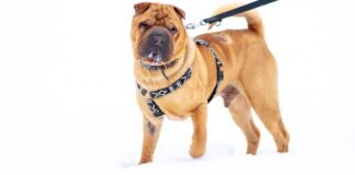 Einfach ausgesetzt – FIETE –