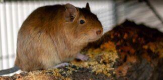 Fünf Degudamen suchen ein Zuhause – VERMITTELT –