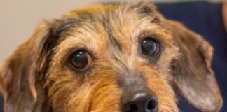 Noch etwas unsicher – ELSA – VERMITTELT –