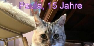 Katzenomi in Not! Vermittelt!