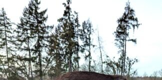 Ein Traum auf vier flinken Pfötchen! Vermittelt!