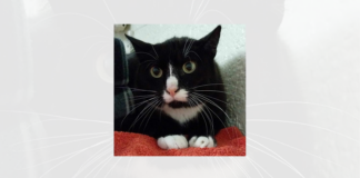 Ein absoluter Pechvogel – SNOOPY –