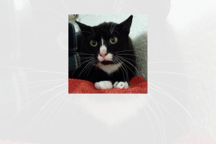 Kopie von Kopie von Minimalist Opening Times Poster (135 x 90 mm) (1)