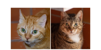 Kuschelmonster NILS & NINA