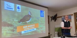Der Kiebitz – Vortrag zum „Vogel des Jahres“ bei NABU/VNULL Langd