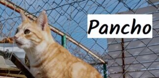 Die “feuerroten” Brüder! Im Doppelpack ein Zuhause gefunden!