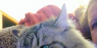 Traumkatze Nena! Traumzuhause gefunden!