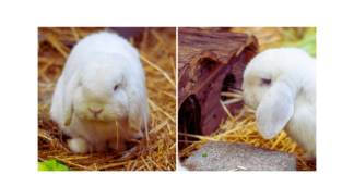 Weiß und flauschig – SIMBA –