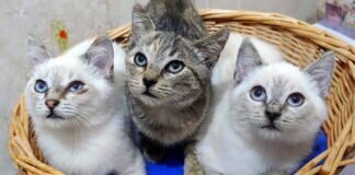 Ein “Dreierpack” zum Verlieben! Zuhause gefunden!