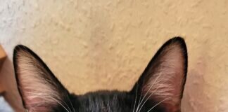 Reizende Katzenbuben! Zuhause gefunden!