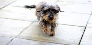 Resolute Dackeldame – CINDERELLA –