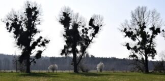 Kampf gegen die Mispel