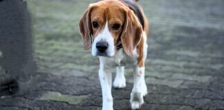 Dickkopf BILBO – VERMITTELT –