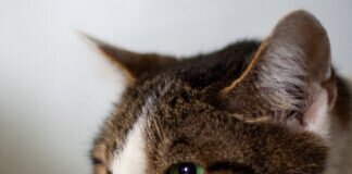 Verschmust, freundlich und kuschelig – JULE – VERMITTELT –