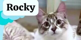 Traumkatzenpaar auf Wohnungssuche!