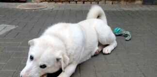 Luna sucht dringend ein neues Zuhause! Zuhause gefunden!