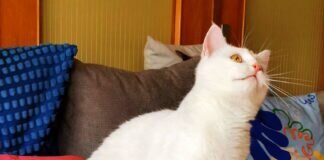 Milka, der Herzenskater! Zuhause gefunden!