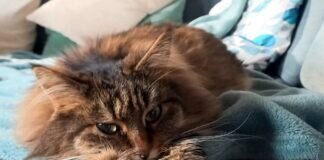 Maine Coon Geschwister möchten Ihr Herz erobern! Zuhause gefunden!