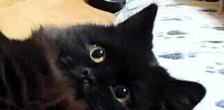 Lord, unser kleiner Prinz! Zuhause gefunden!