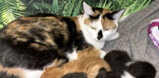 Ein Fall für den Tierschutz, wenn es zu viel wird!