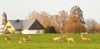 Neun Rehe ohne Scheu am Dorfrand von Holzheim
