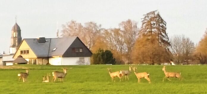 Rehe Sonntag 17.03.2024 20240317_180557