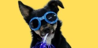 ANMELDUNG SOMMERFEST 2024