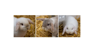 Neugierig und jung – Hel, Balder & Frey