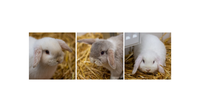 TH Vorlage 2 u. 3 er Collage