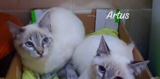 Sind Sie auf der Suche nach Katzen und möchten Sie sich verlieben? Wir helfen Ihnen! Zuhause gefunden!