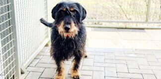 SIMBA sucht geduldige Menschen – VERMITTELT –