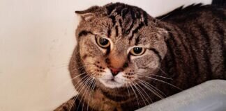 Fingerspitzengefühl ist gefragt – GRIZZLY –