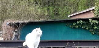 Tierischer Schnappschuss