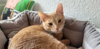 Unser süßer Feigling! Zuhause gefunden!