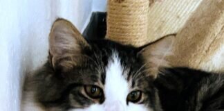 Endlich in Sicherheit! Zuhause gefunden!