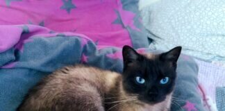 Wanda, die Siamschönheit! Zuhause gefunden!