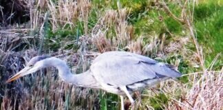 Schnappschuss am ASC Teich in Treis – junger Graureiher im Jagdfieber !