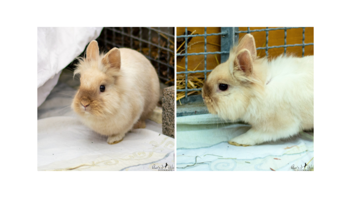 TH Vorlage 2 u. 3 er Collage (1)