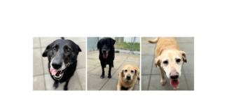 Seniorenpärchen BIBI&ROLLI- VERMITTELT –