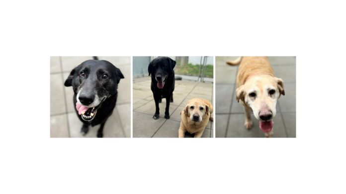 TH Vorlage 2 u. 3 er Collage (2)