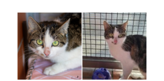 Viel durchgemacht – Luise –